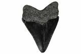 Serrated, Juvenile Megalodon Tooth - South Carolina #340640-1